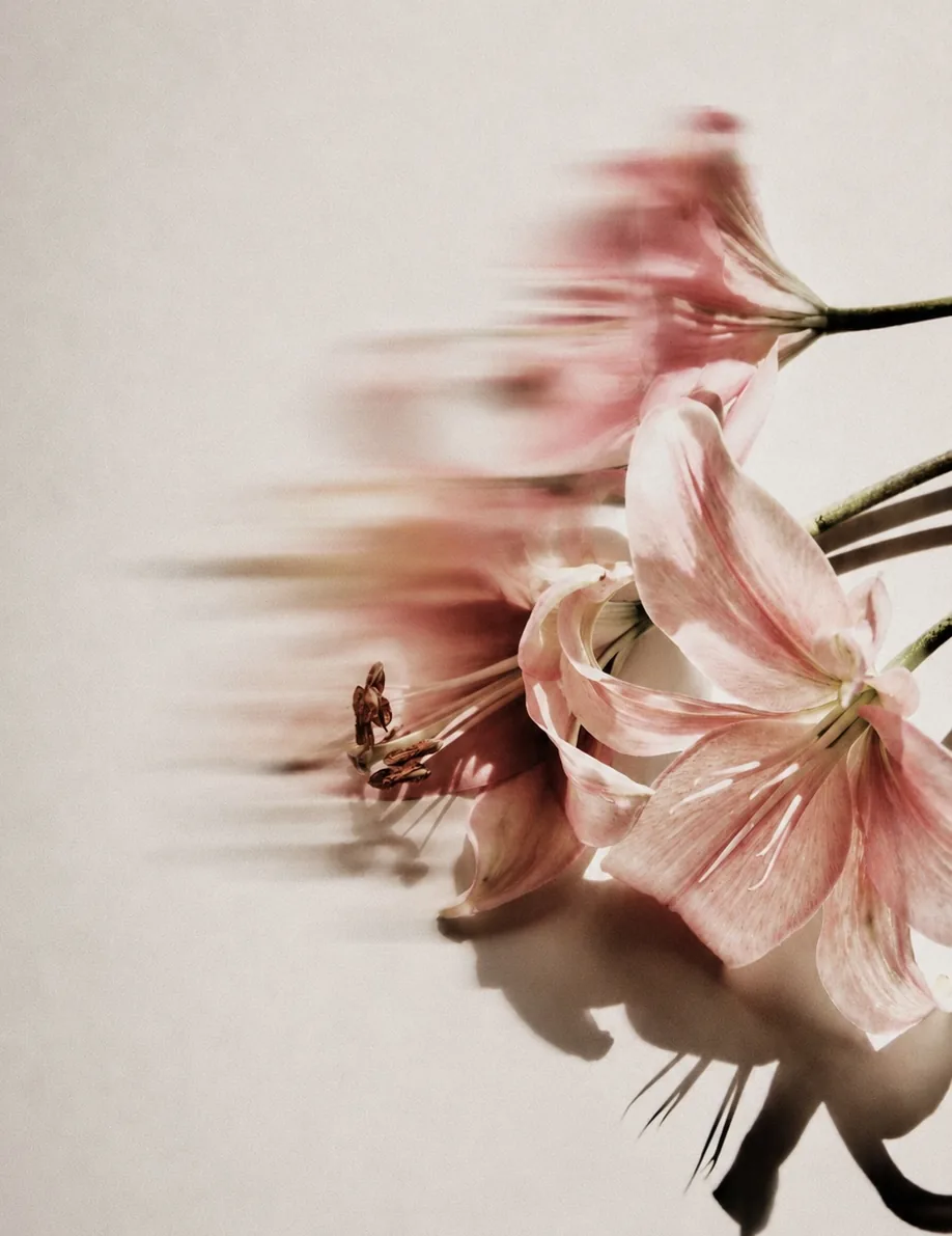 Pink lilies in soft motion